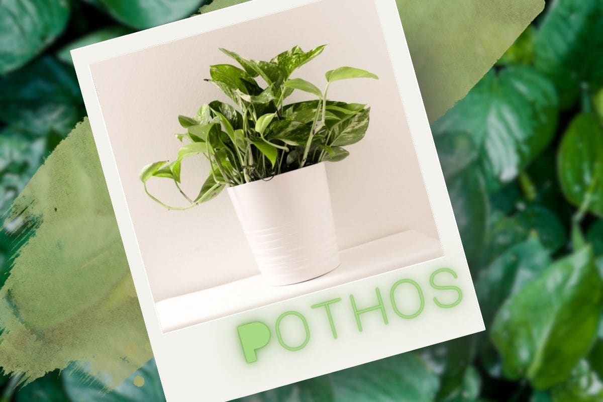 Pothos