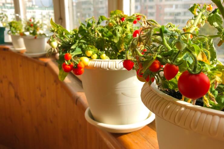 piante di pomodoro su balcone