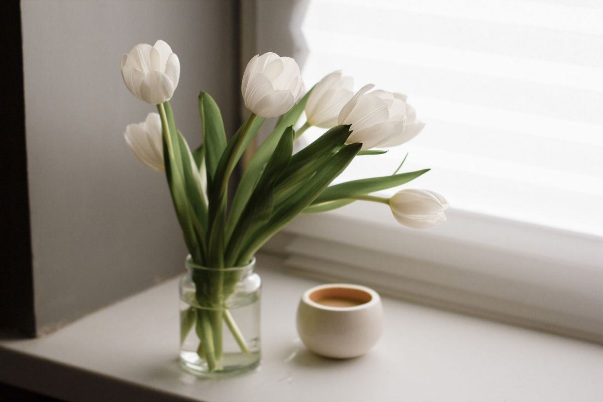 Tulipani