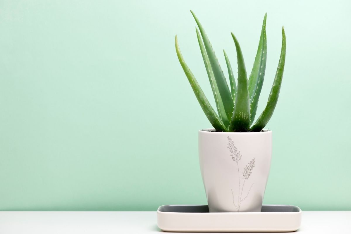 pianta aloe