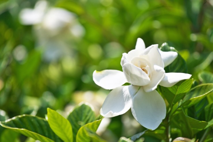 Plantă Gardenia