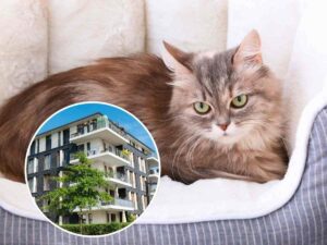 sfondo gatto e tondo con condominio