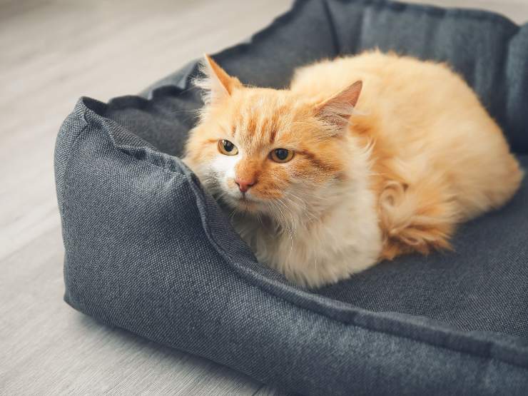 gatto nella cuccetta