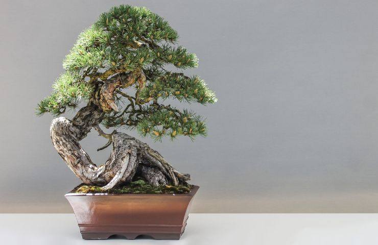 Bonsai
