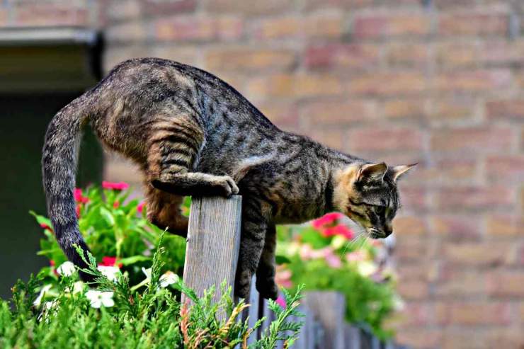 Gatto che salta