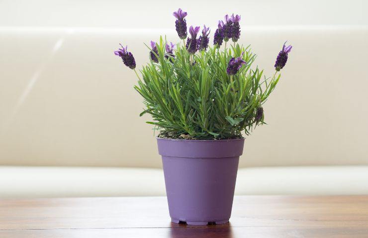 Pianta di lavanda