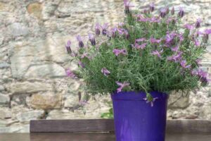 Pianta di lavanda