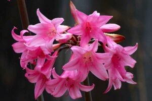 Pianta di belladonna