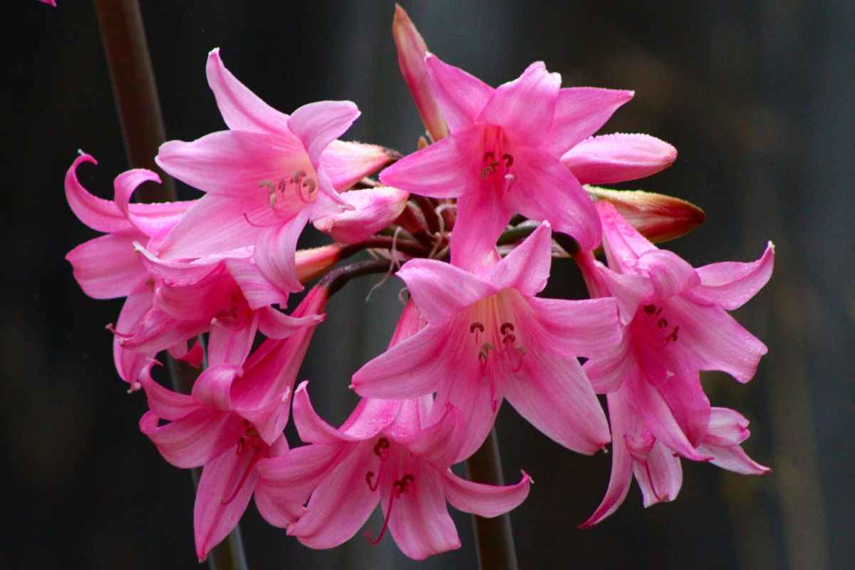 Pianta di belladonna