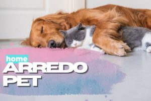 cane e gatto