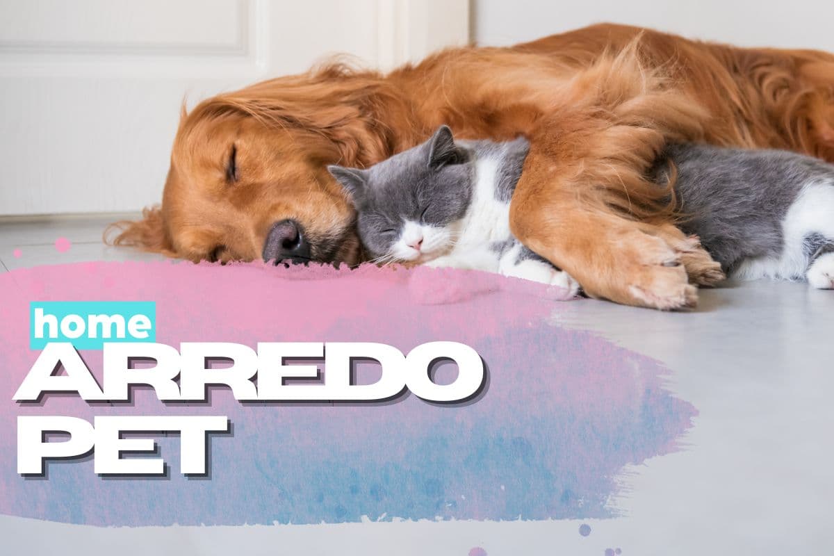 cane e gatto