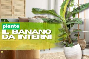 Banano in vaso