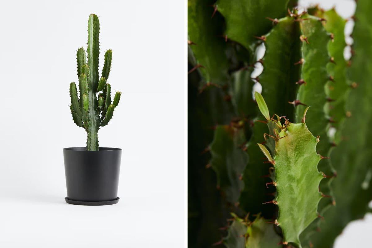Euphorbia Trigona