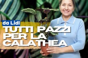 donna con calathea