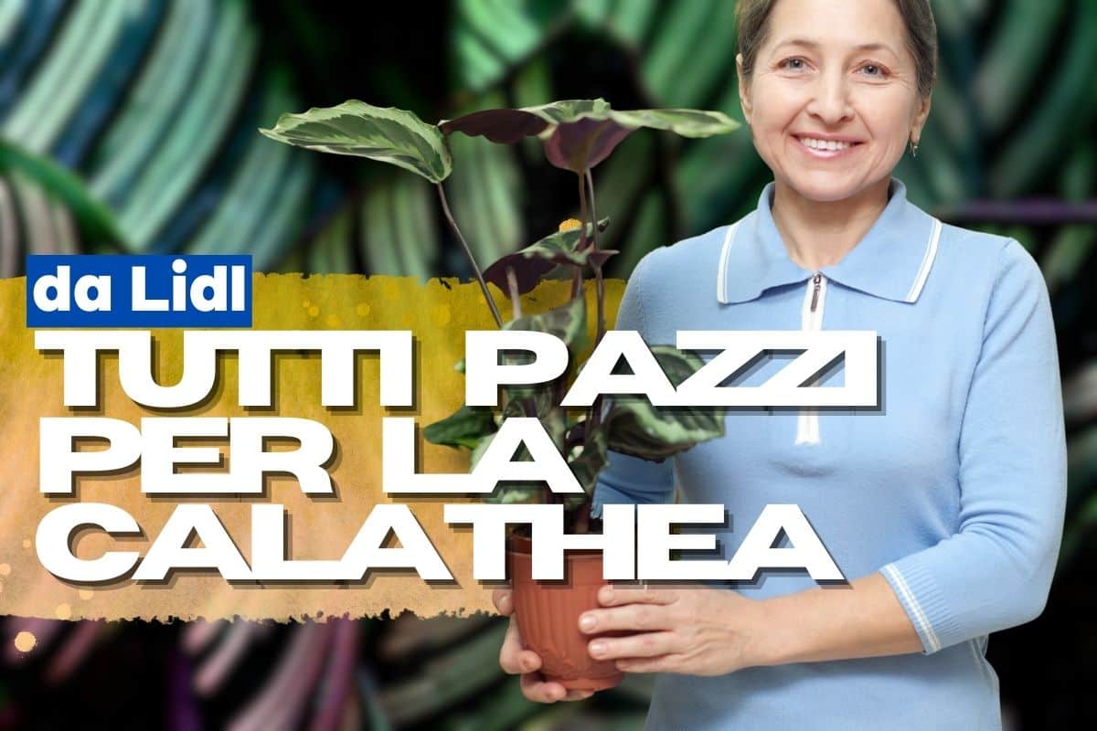 donna con calathea