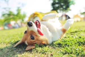 Cane sdraiato su un prato