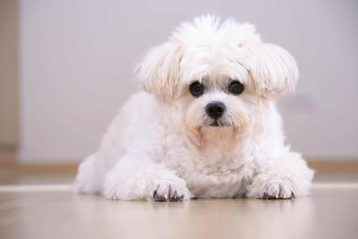 Cane bianco