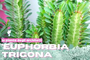 Euphorbia trigona