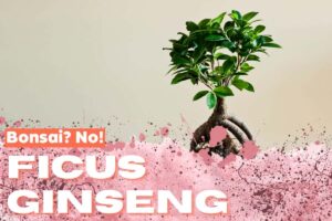 Ficus Ginseng