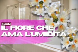 Spatifillo in bagno