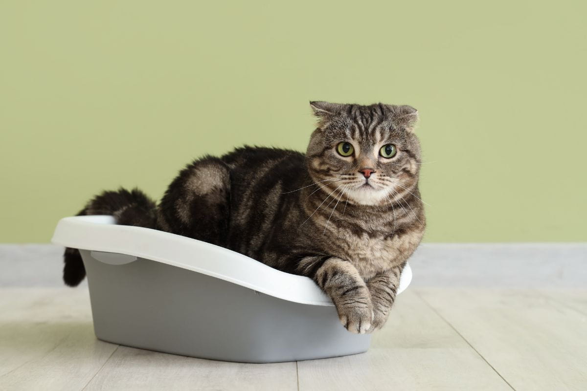 Gatto e lettiera