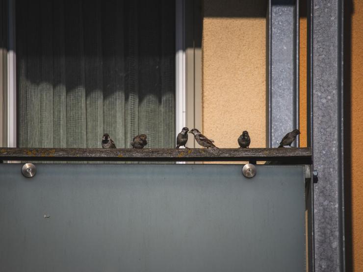 piccioni sul balcone