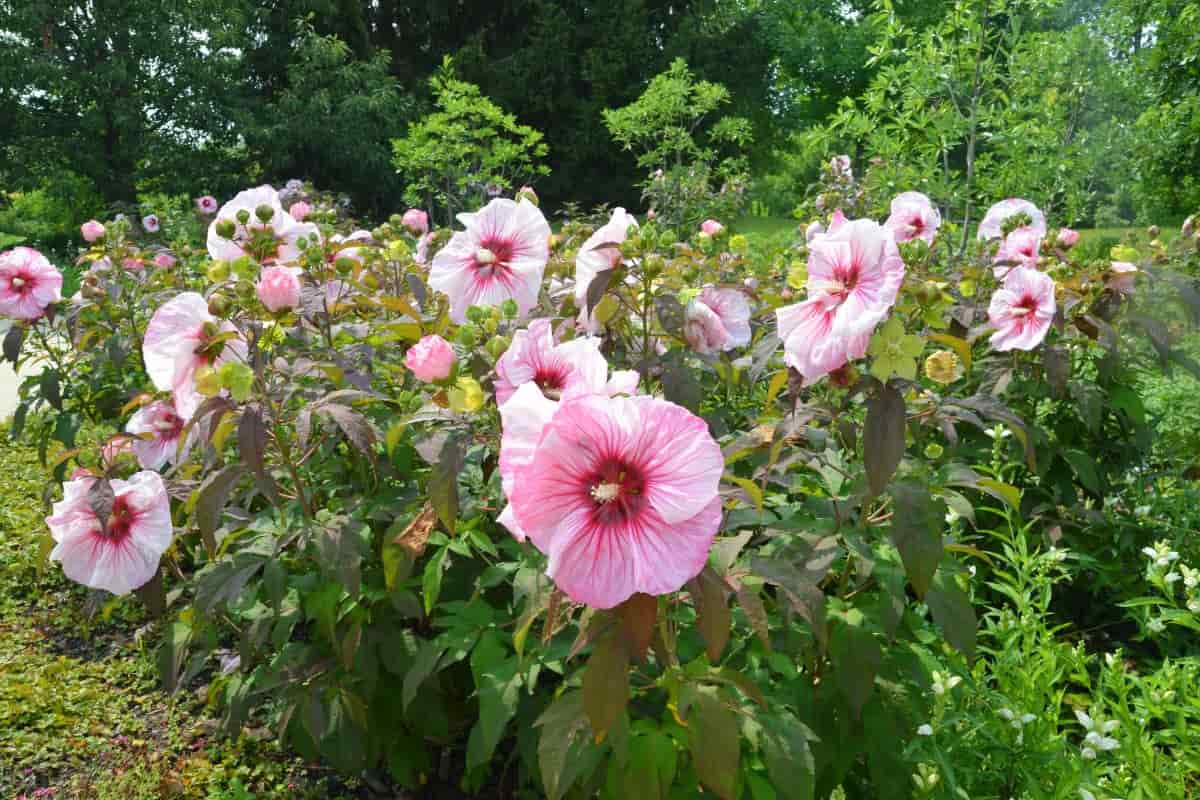Hibiscus Moscheutos