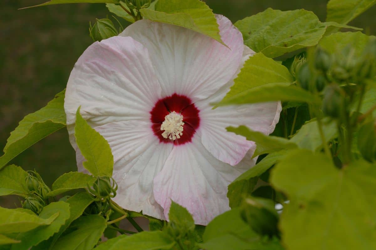 Hibiscus Moscheutos