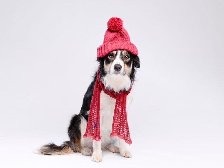 cane con sciarpa e cappello