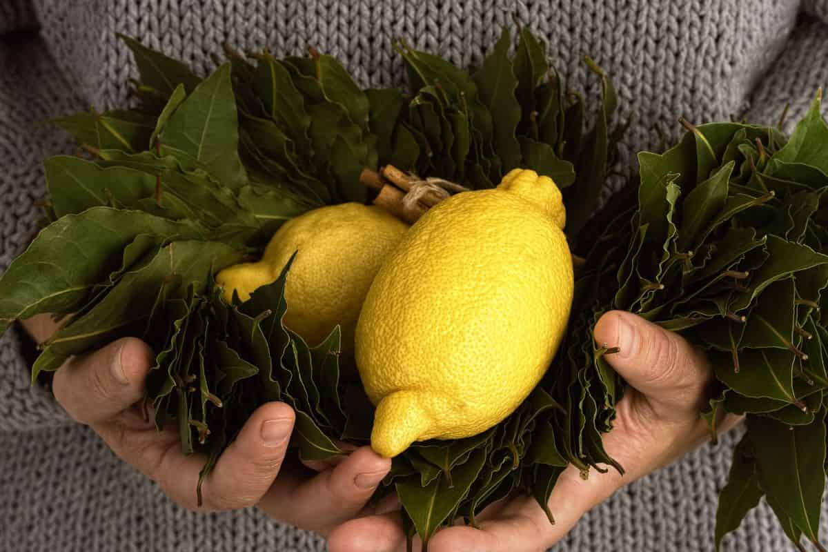 Limone e alloro