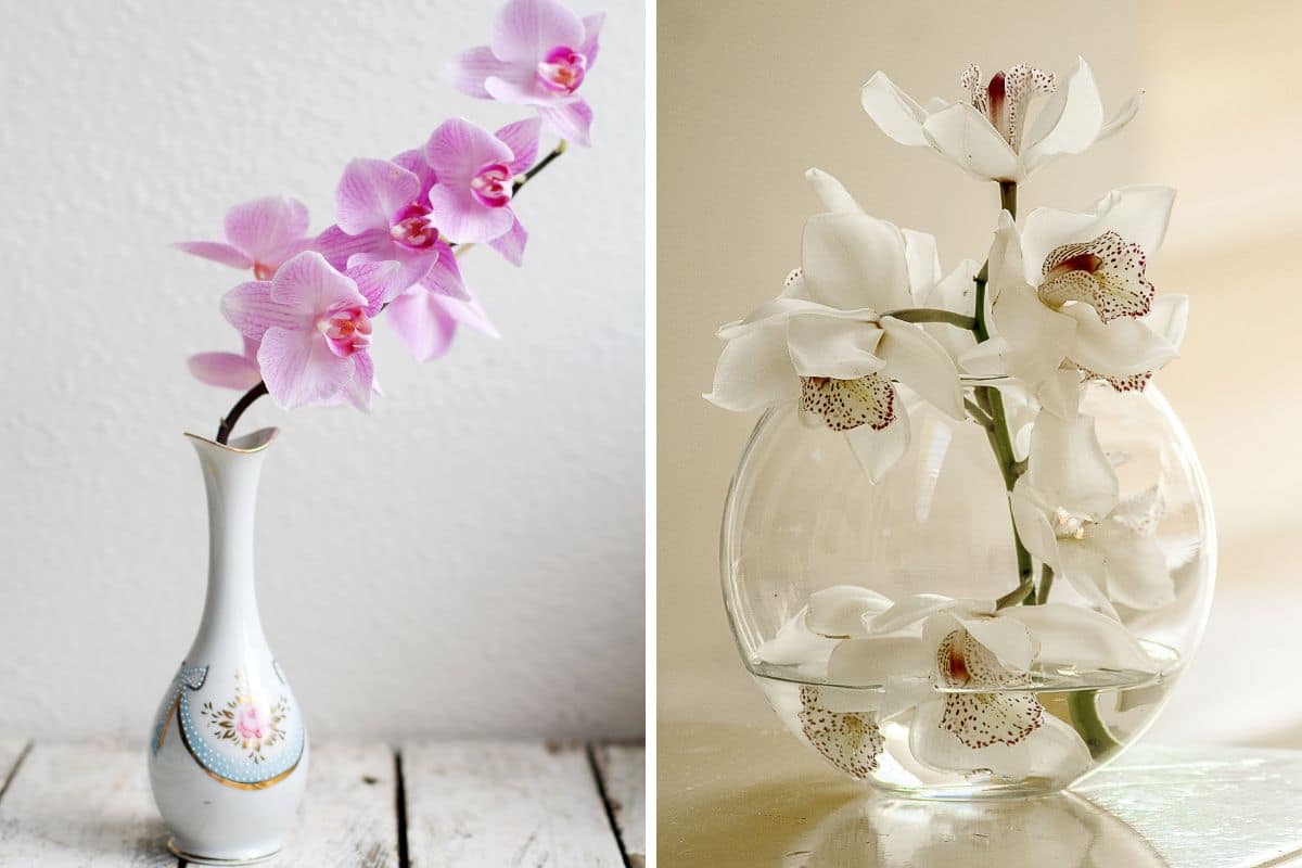 Orhidee de vase