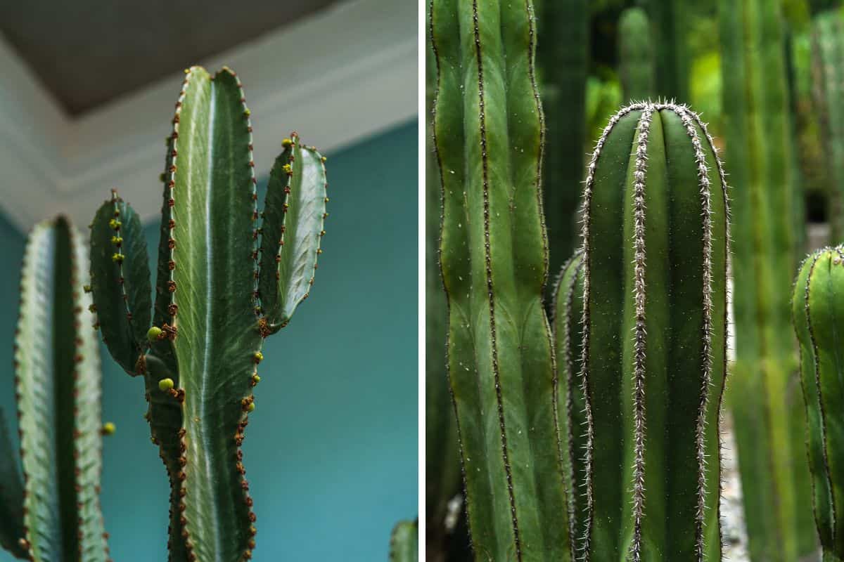 Euphorbia Trigona