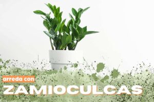 Zamioculcas