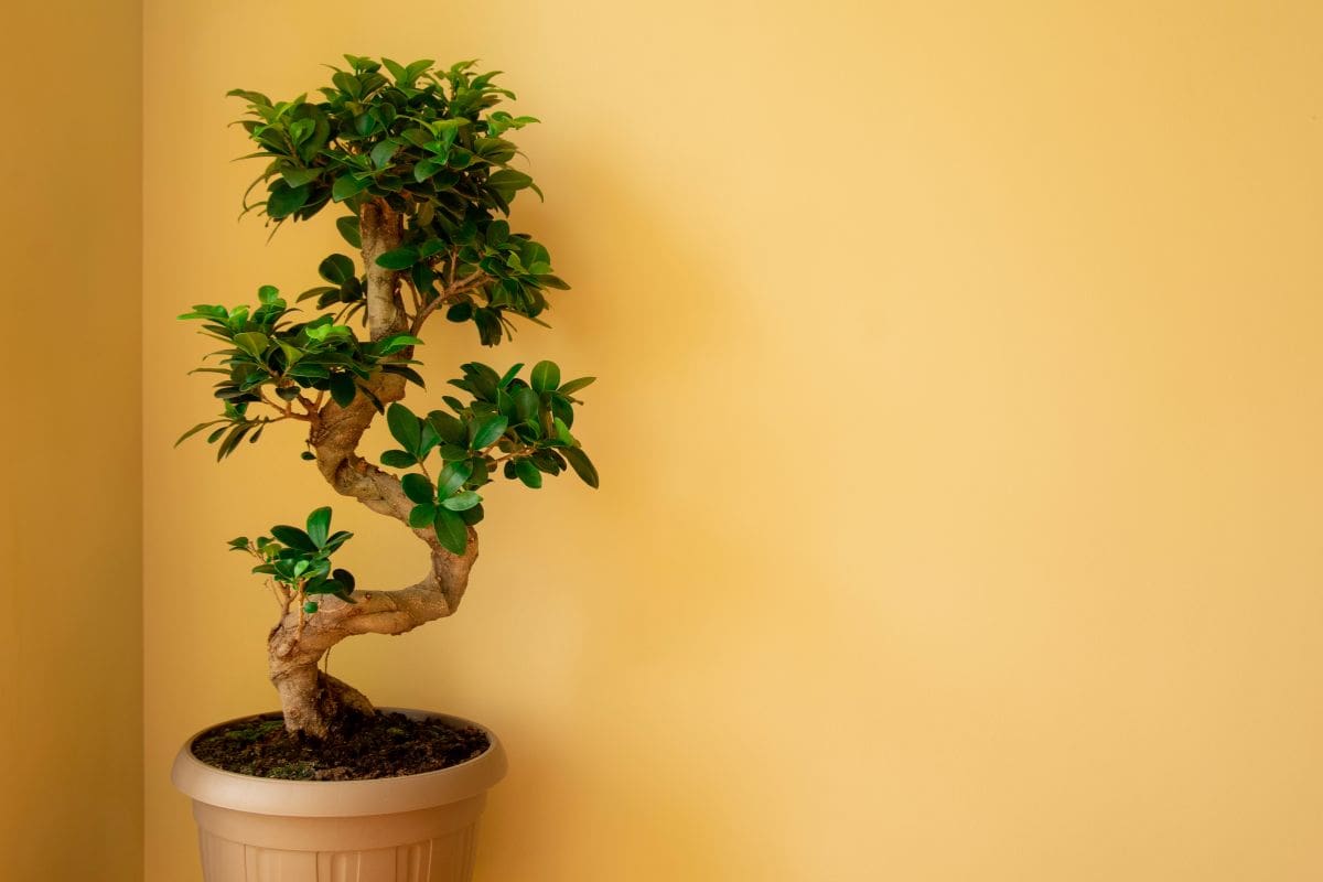 Ficus Ginseng