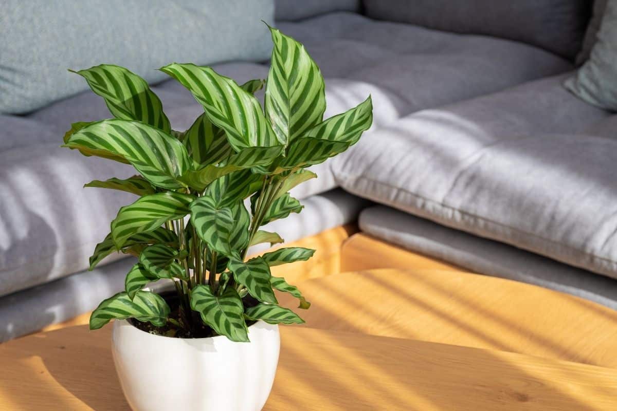 Calathea în sufragerie