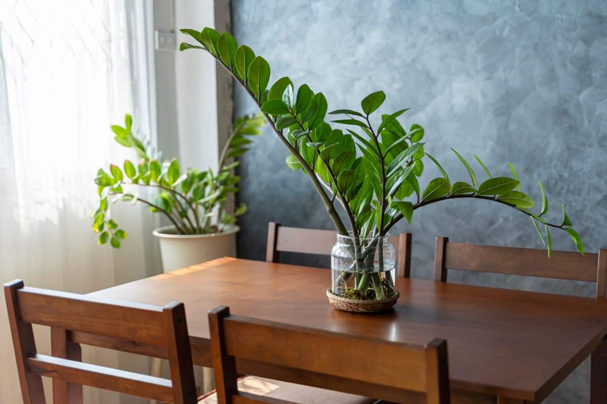 Zamioculcas