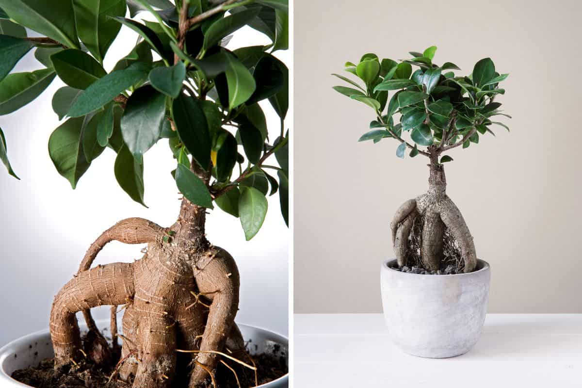Ficus Ginseng