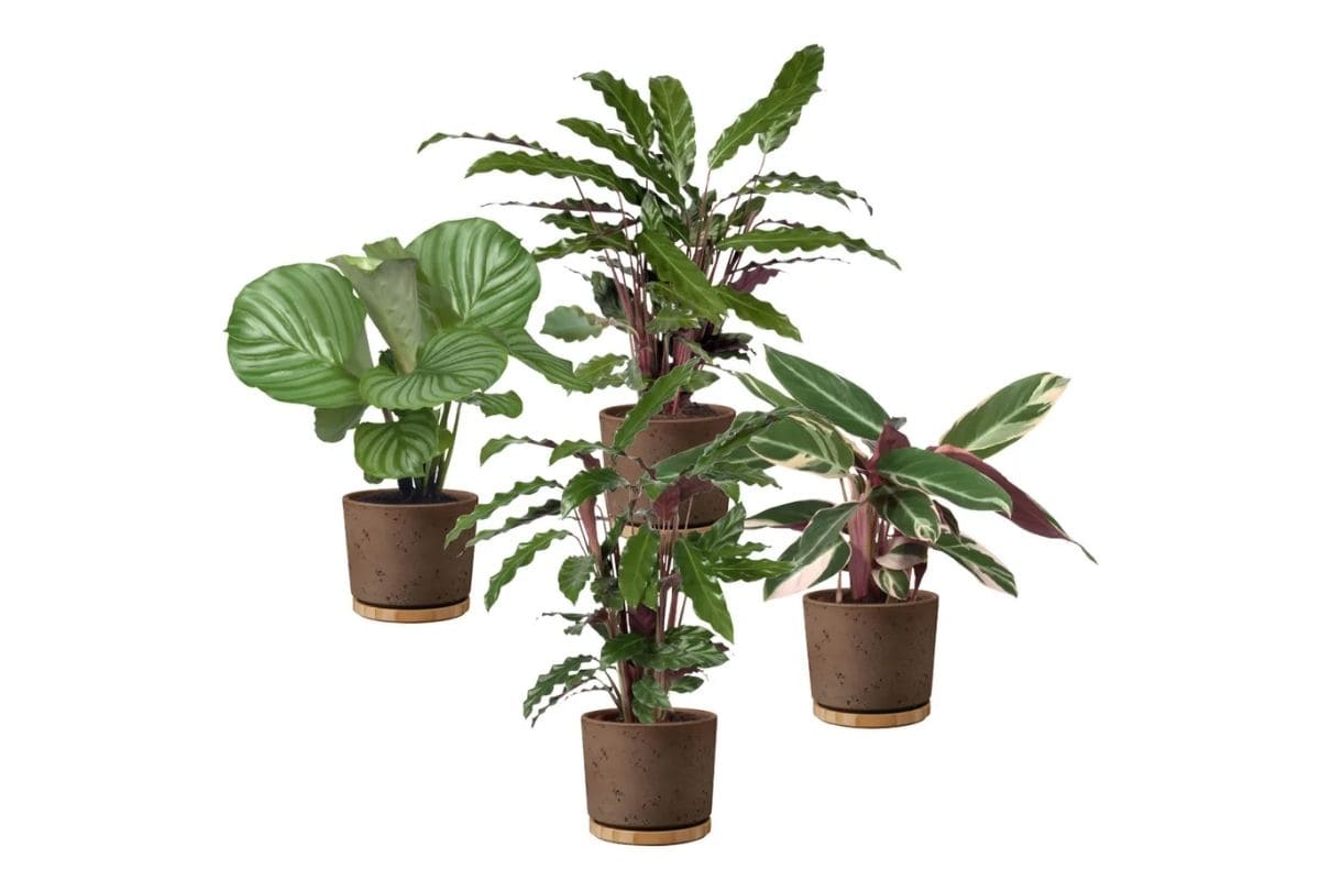 Calathea