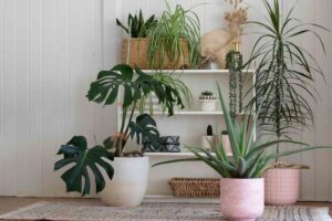 piante varie in casa