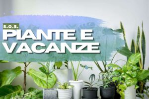 Piante appartamento