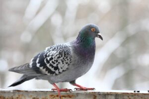 Piccione