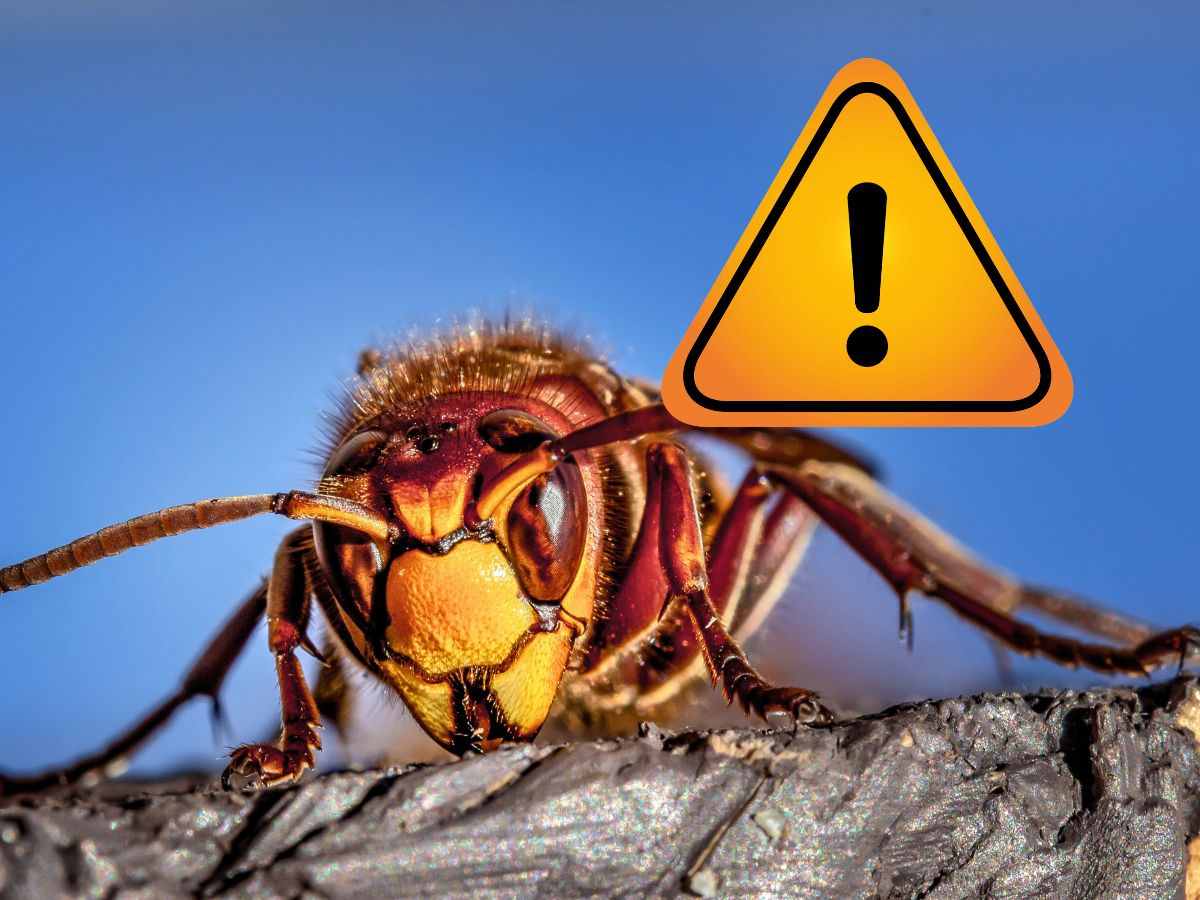 vespa asiatica e simbolo pericolo