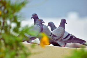 piccioni sul balcone