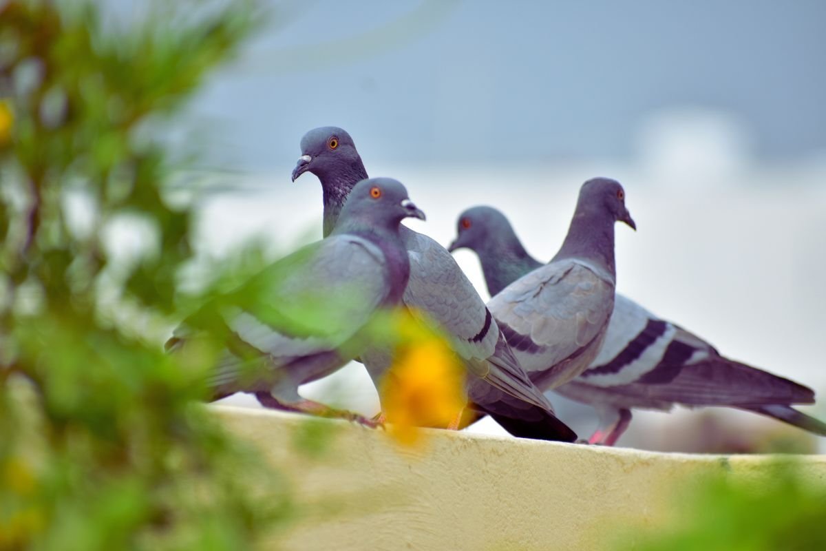 piccioni sul balcone