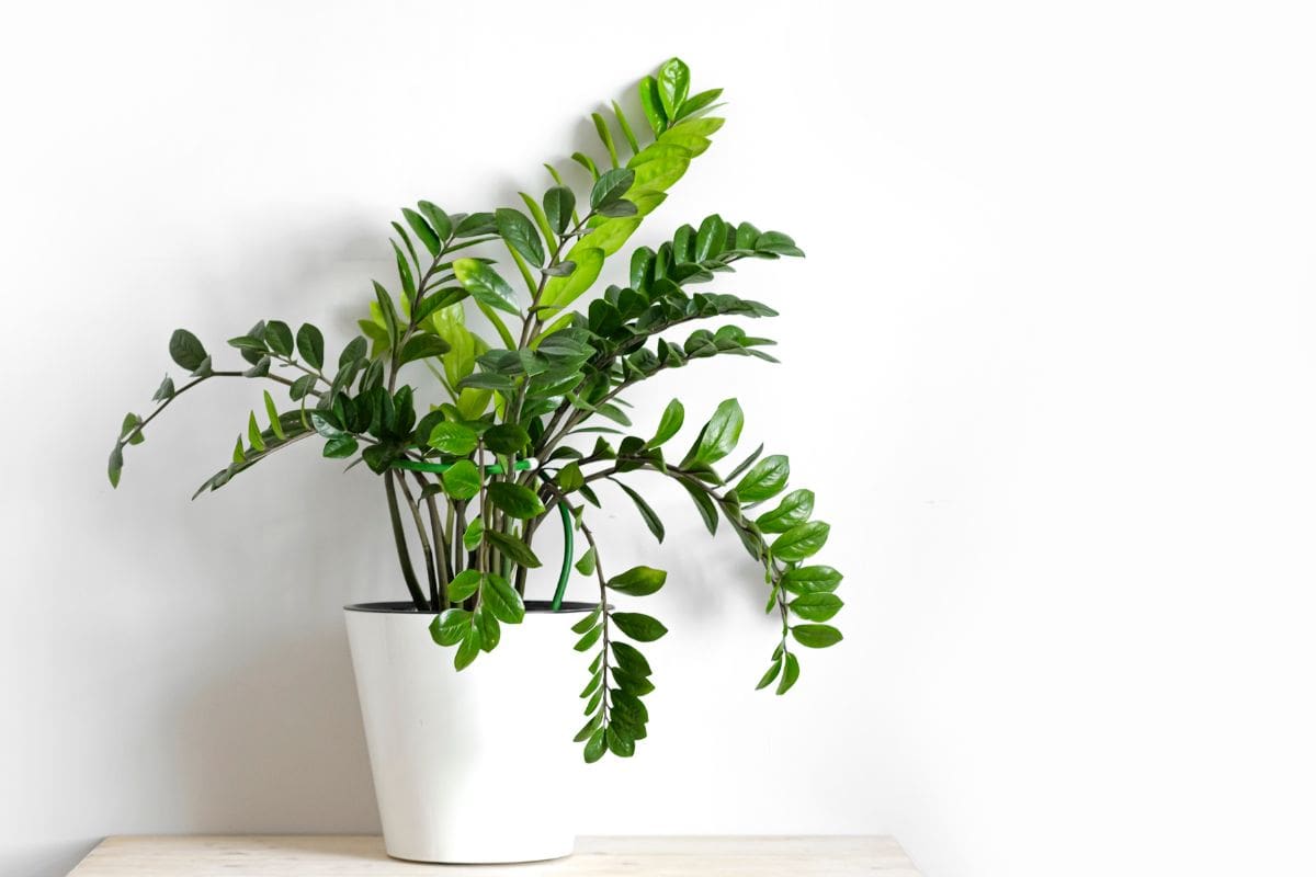 Zamioculcas