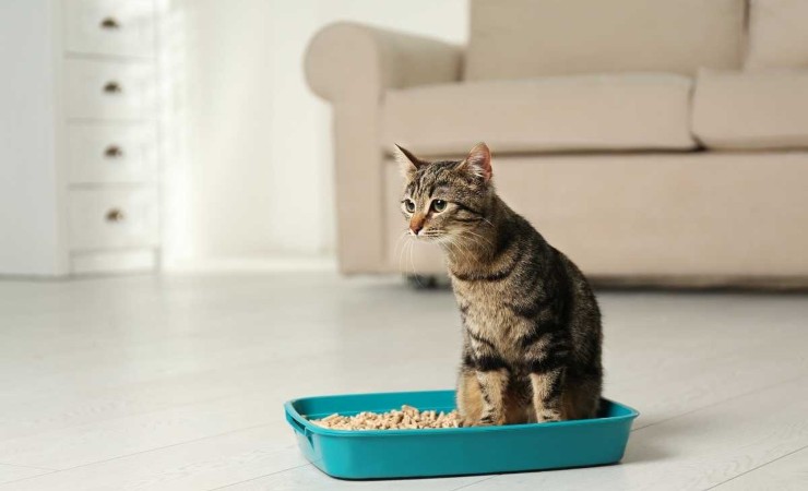 Gatto nella lettiera