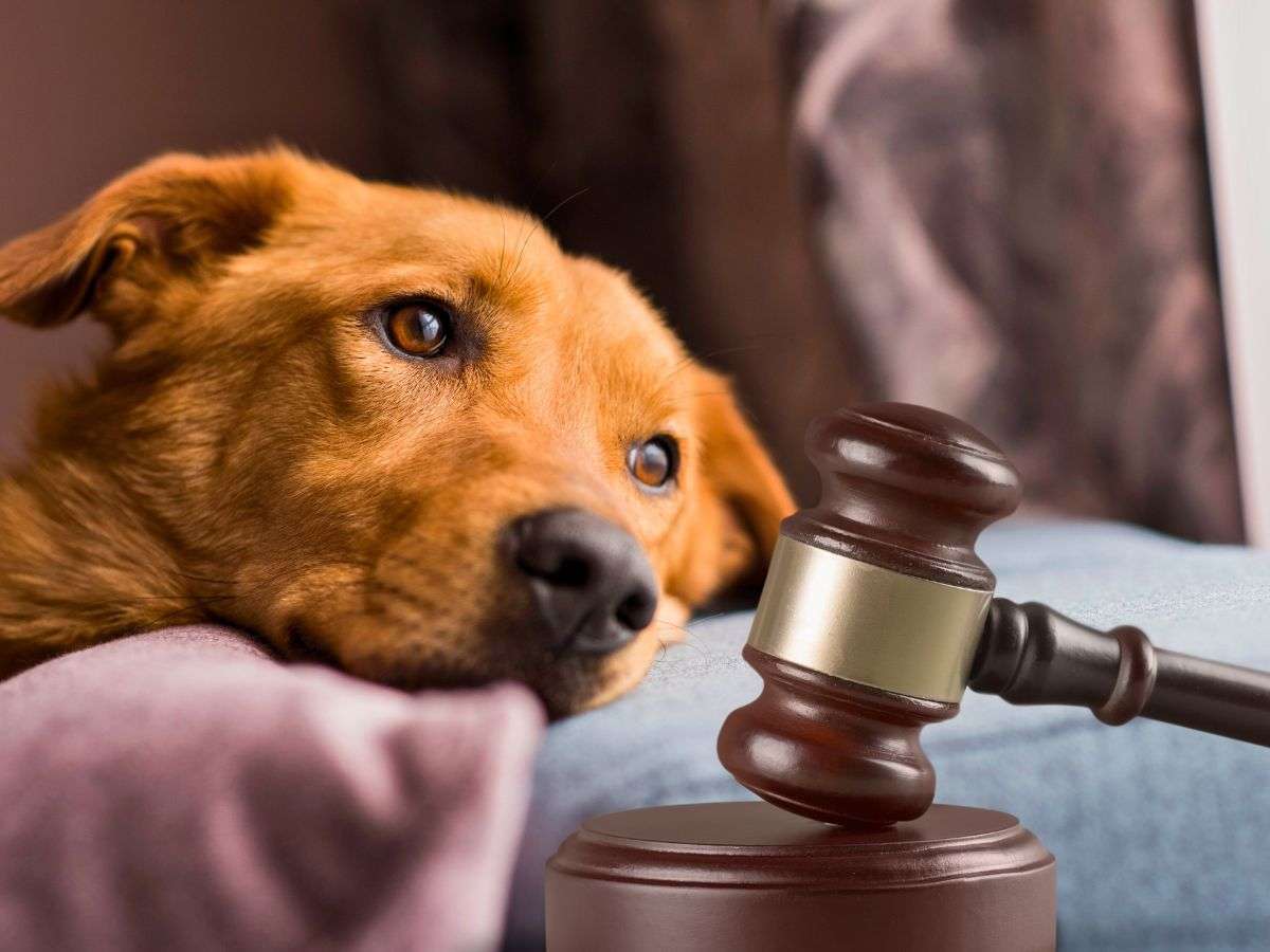 sfondo cane e martelletto del giudice