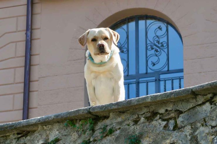 cane che guarda da balcone