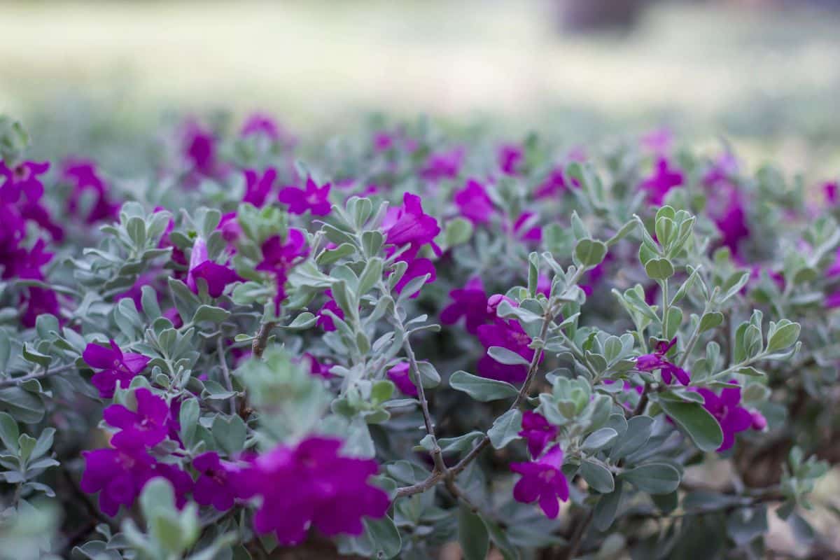 Eremophila Nivea