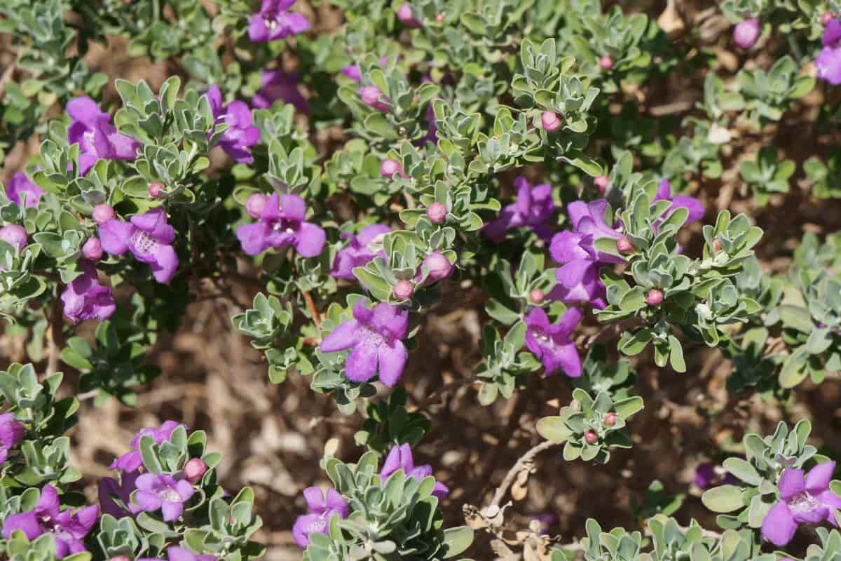 Eremophila Nivea